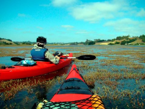 Travesia en Kayak al Lago Budi remando entre algas
