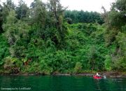Circunnavegacion en Kayak al Lago Neltume exhuberante vegetacion