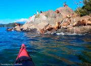 Circunnavegacion en Kayak a la Isla Magdalena gran loberia