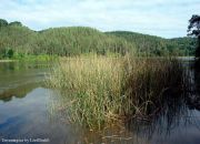 Travesia en Kayak al río Angachilla totoras en las riberas Travesia en Kayak al río Angachilla totoras en las riberas