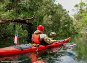 Circunnavegacion en Kayak al Lago Pirehueico mucha vegetacion Circunnavegacion en Kayak al Lago Pirehueico mucha vegetacion