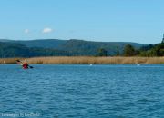 Travesia en Kayak al río Angachilla contemplando los cisnes Travesia en Kayak al río Angachilla contemplando los cisnes